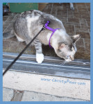 harness training - Christy Paws