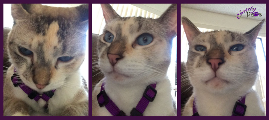 Harness selfies