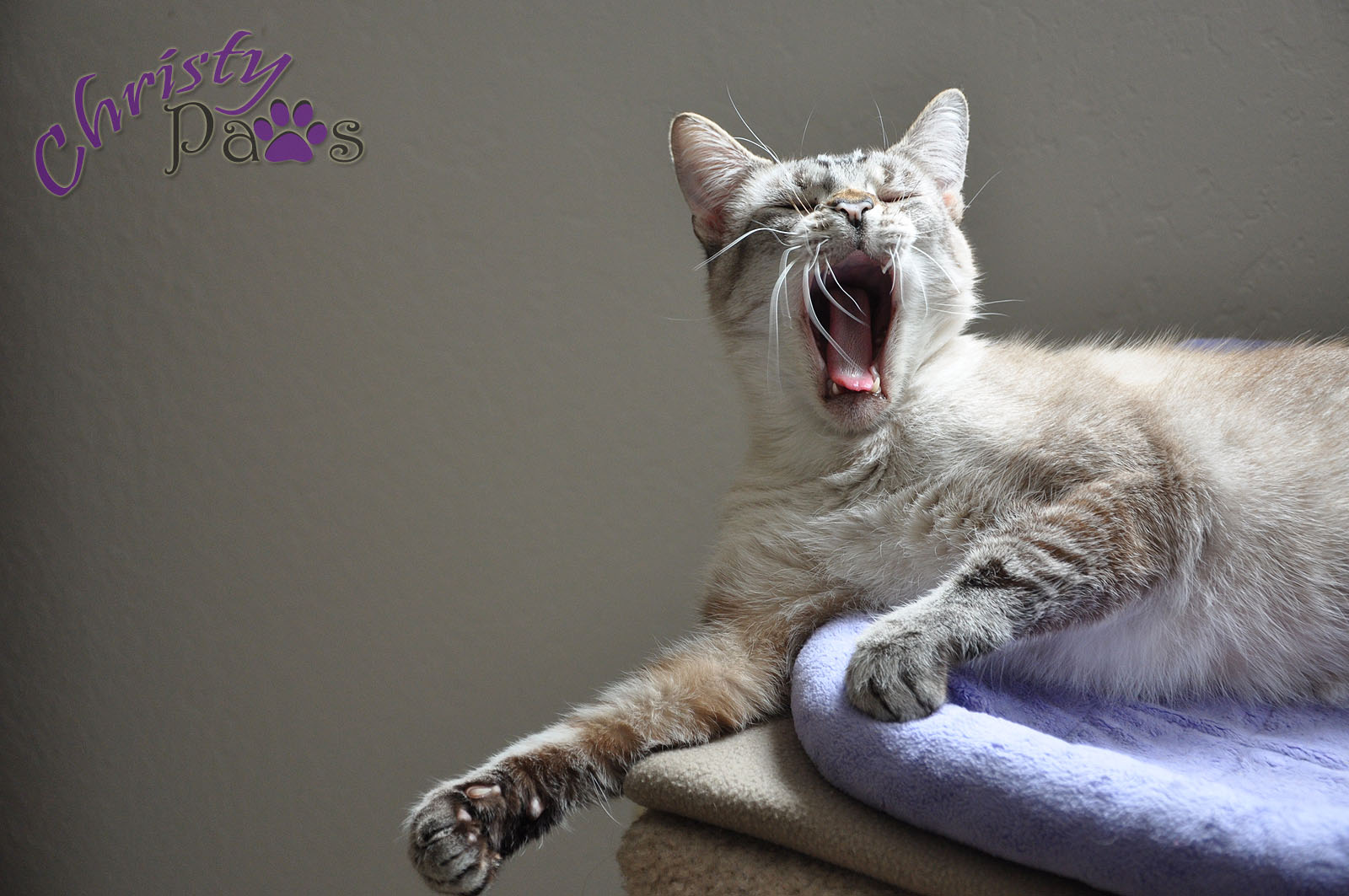 Wordless Wednesday: Big Yawn