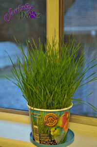 Cat grass