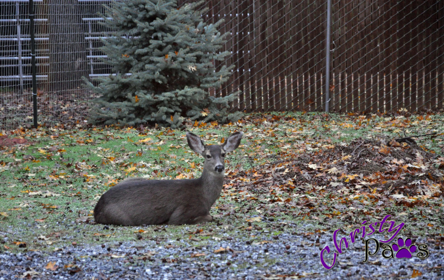 Deer in the yard