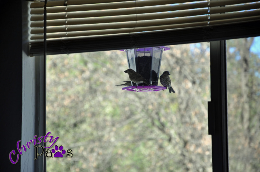 Birds on purple feeder