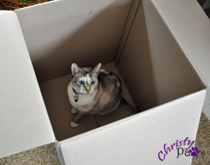 Exercise in Frustration - Christy in a box