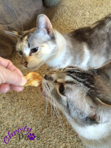 C&O with chicken treats