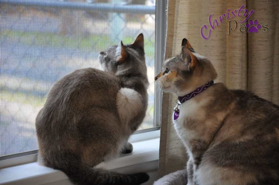 Feeling lucky and loved - looking out the window from my warm, loving home