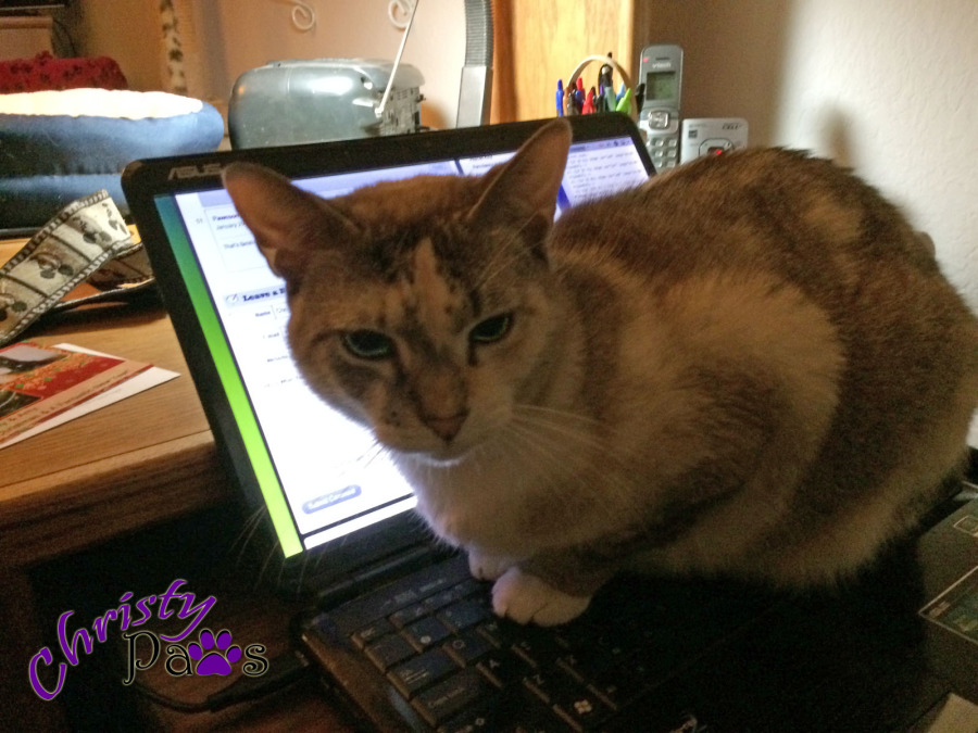 Blogging Kitty Morning Routine