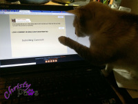 Blogging Kitty Morning Routine