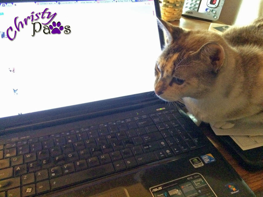 Blogging Kitty Morning Routine
