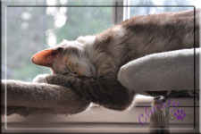 Two level sleeping - BlogPaws Nose-to-Nose Awards finalist