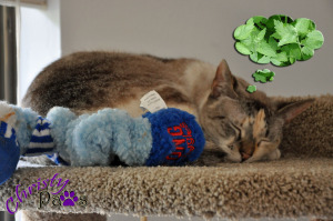 dreaming of catnip