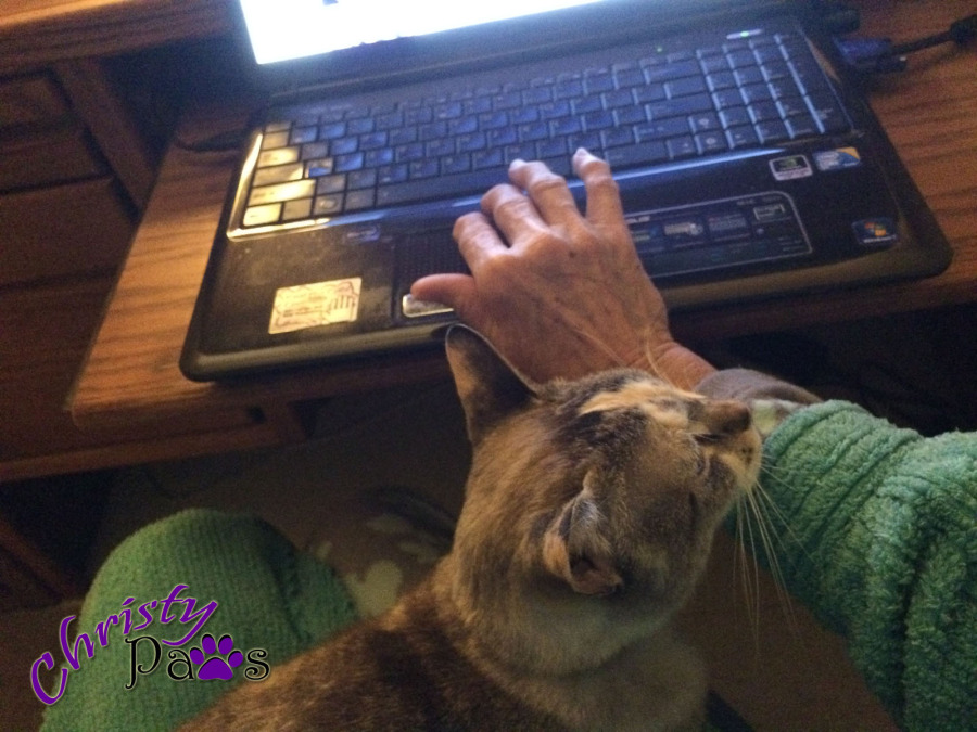 Blogging Kitty Morning Routine