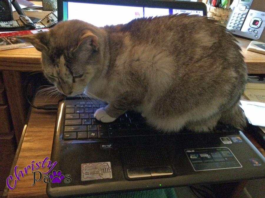 Blogging Kitty Morning Routine