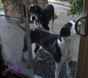 Woofies I Never Want to Meet - Great Danes