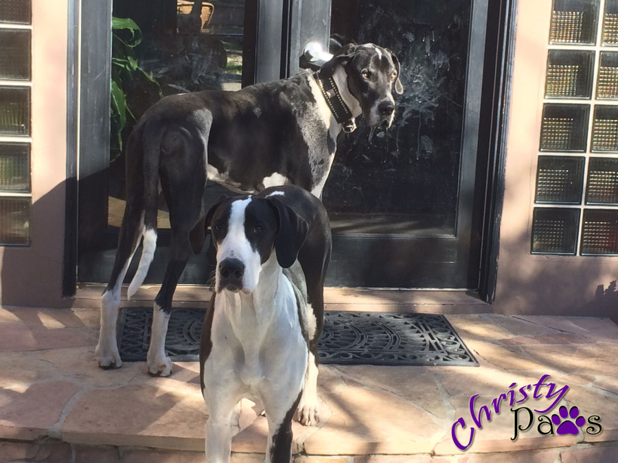 Woofies I Never Want to Meet - Great Danes