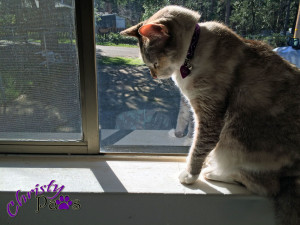 Relaxing in the window in the sun