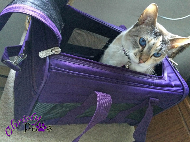My new carrier for my trip to BlogPaws! It looks a little blue in this light but it is very purple.