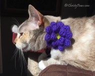 Crocheted flower on collar