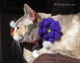 About Last Week - Christy with crocheted flower