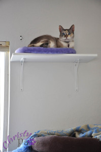 Catification -- One Shelf at a Time