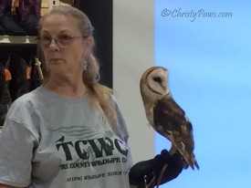 Stella the barn owl - Tri County Wildlife Care