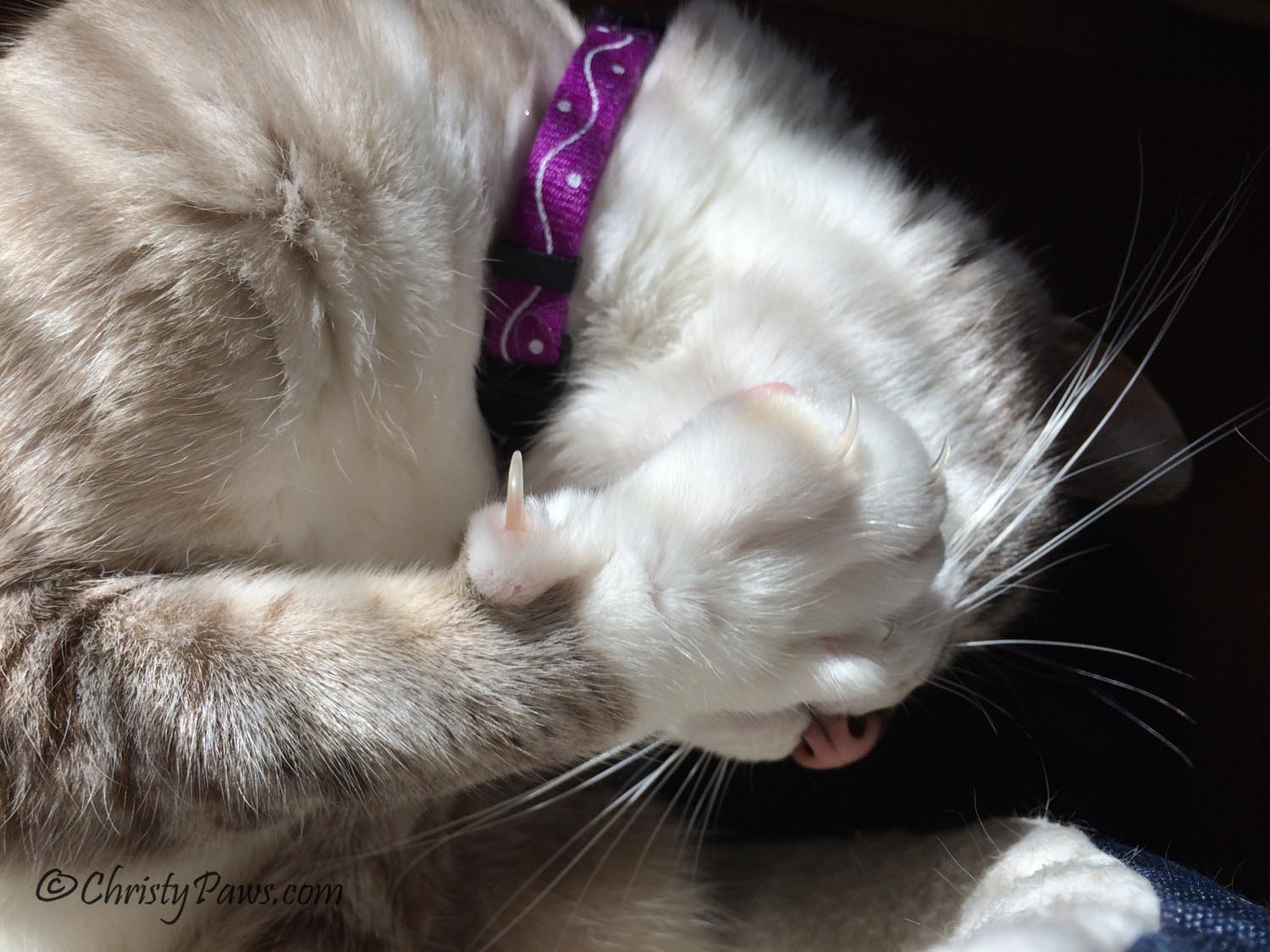 Wordless Wednesday: Must Have Clean Paws