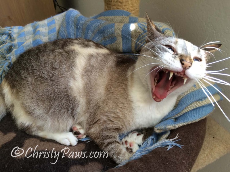 Wordless Wednesday: Yawns All Around Christy 4215 060