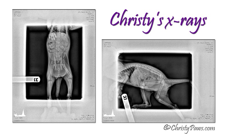 Christy's x-rays