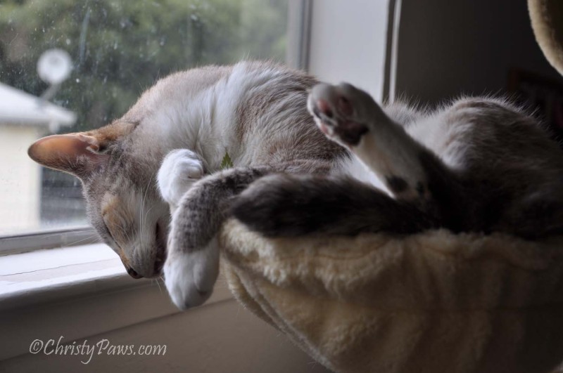 Fresh Catnip from the Garden - Christy Paws