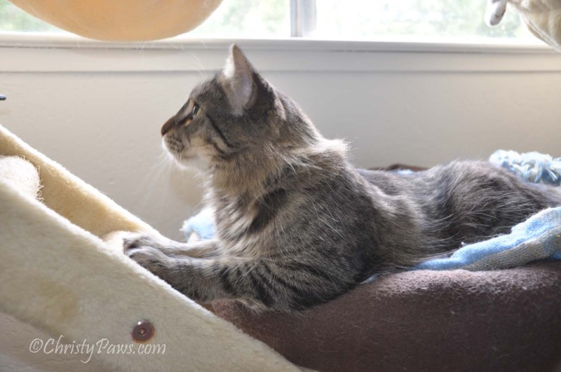 Fresh Catnip from the Garden - Christy Paws