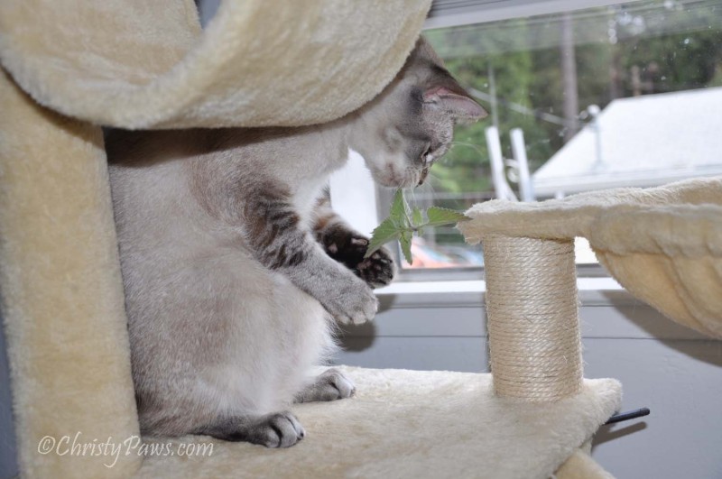 Fresh Catnip from the Garden - Christy Paws