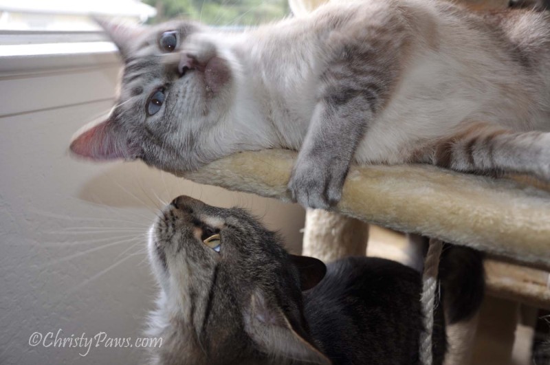 Fresh Catnip from the Garden - Christy Paws