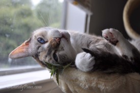 Fresh Catnip from the Garden - Christy Paws