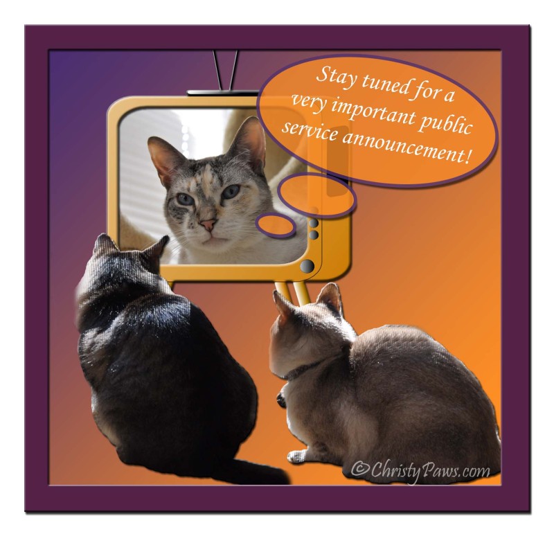 Caturday Art: PSA - National Animal Disaster Preparedness Month