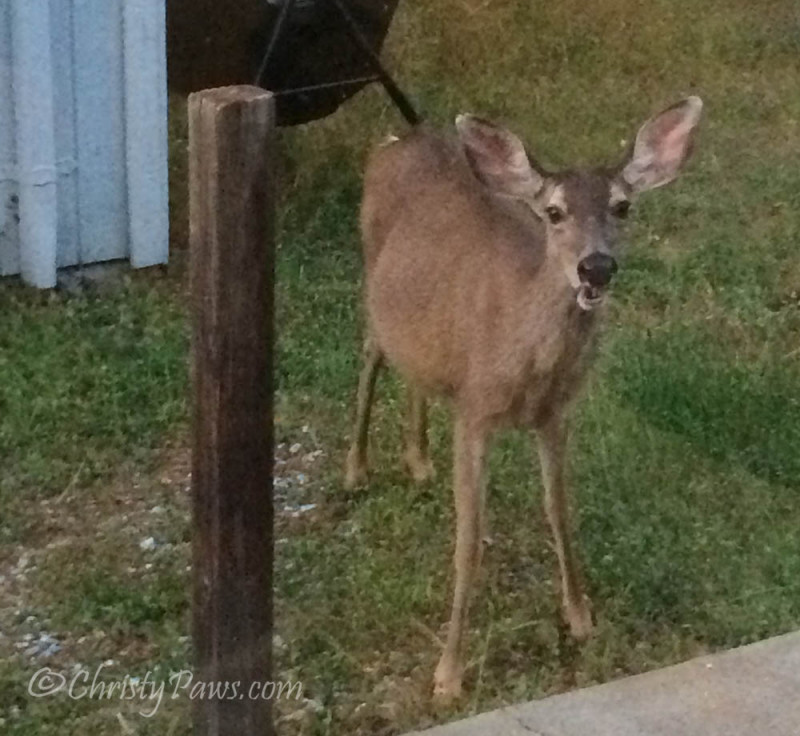 Deer in the backyard