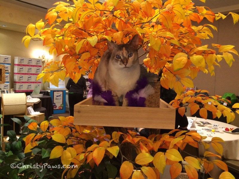 Flat Christy in a tree from Pet Tree Houses