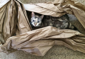 Hiding in my paper fort. Making of Flat Me, flat pet for BlogPaws