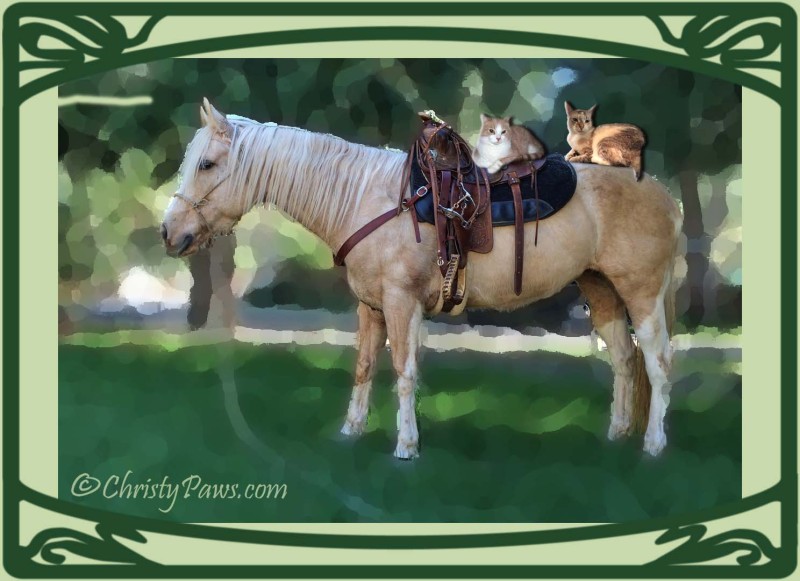 Pony Ride 005 copy