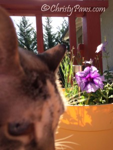 Sunday Selfies: On the Deck - Christy Paws