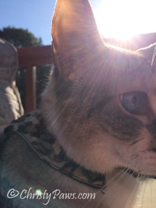 Sunday Selfies: On the Deck - Christy Paws
