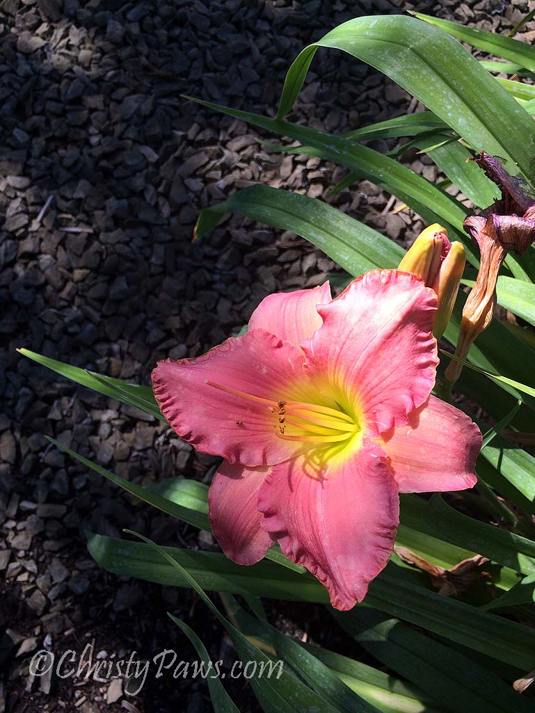 Sunday Selfies: Daylily Days and a Hot Selfie