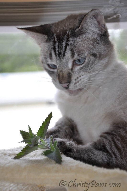 Ocean Celebrates his Birthday with Fresh Catnip