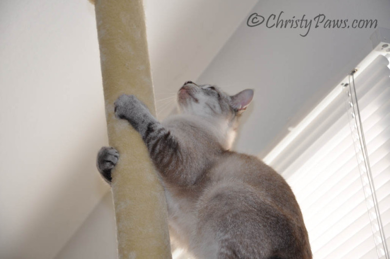 Ocean and his Favorite Scratching Post