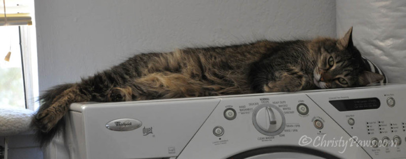 Echo napped on the cool washing machine