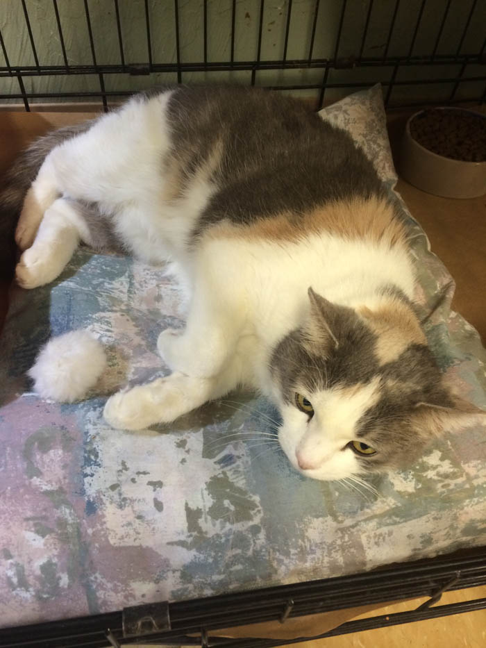 Phoebe - 6 yr old dilute calico