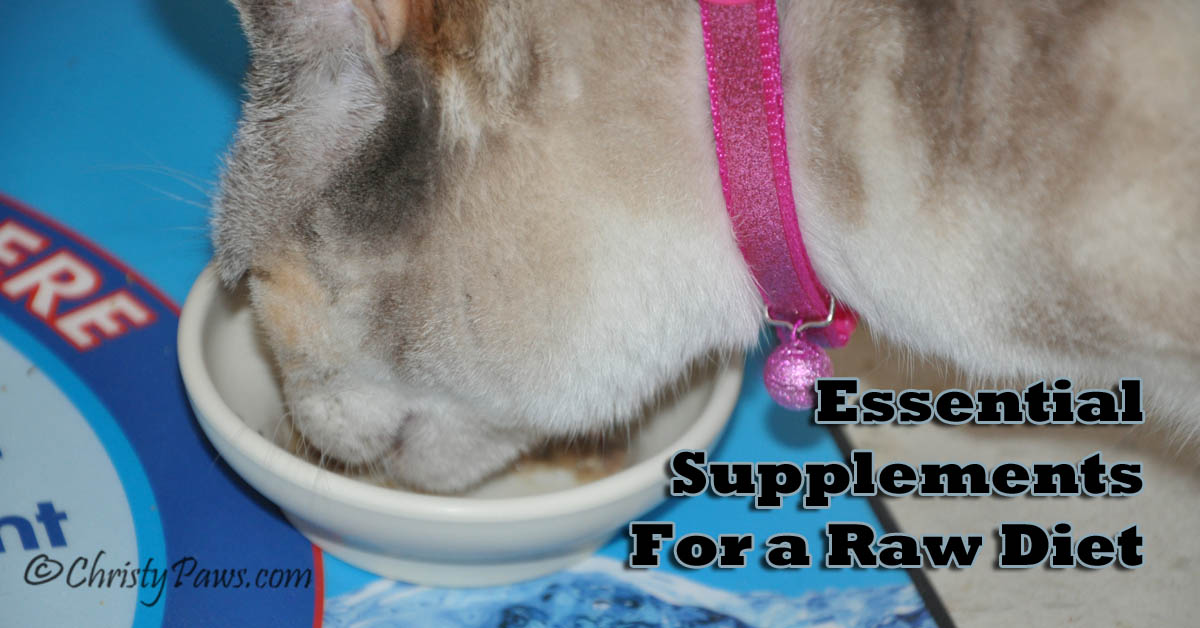 6 + 1 Essential Raw Diet Supplements for Cats