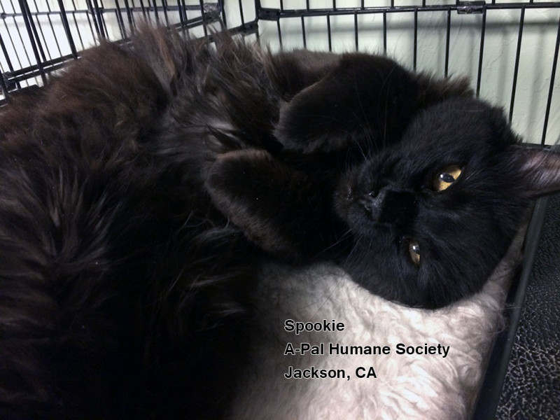 Friday's Featured Feline: Adopt Spookie