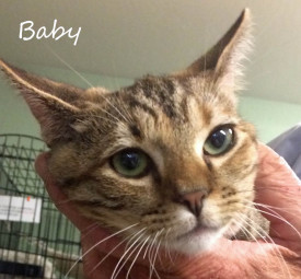 Adopt Baby -- Green-Eyed Beauty