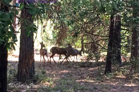 Cowcat UP! - Trail Ride Adventure of a Cat Scout - deer on the trail