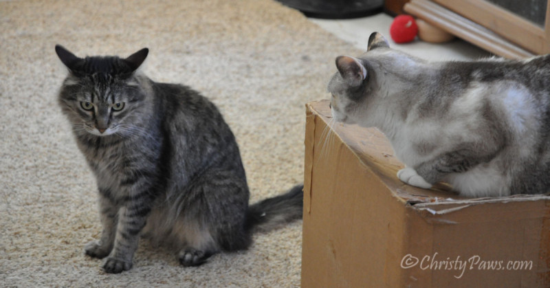 Defending my box from Echo on #CatBoxSunday #ChristyPaws