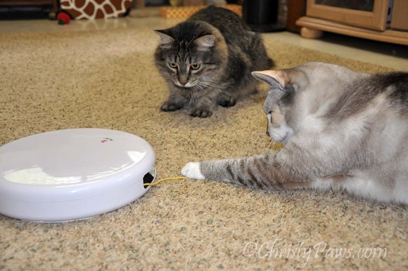 What IS that thing? - We won a FroliCat Flik - Christy Paws